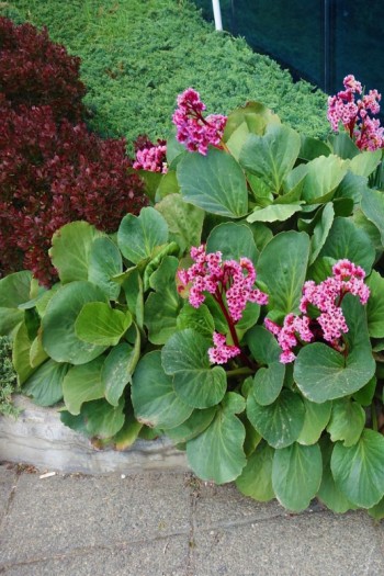 Бадан сердцелистный Винтерглют | Бадан серцелистий Вінтерглют | Bergenia cordifolia Winterglut